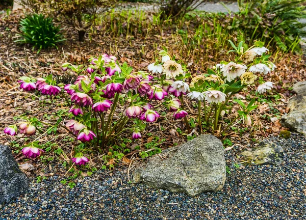 Fleurs Délicates Début Printemps Seatac Washington — Photo