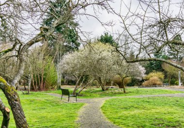 Erken bahar ağacı Seatac, Washington 'da bir bahçede çiçek açar..