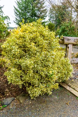 Baharın başında Washington, Seatac 'ta bir bahçede bir çalı beliriyor..