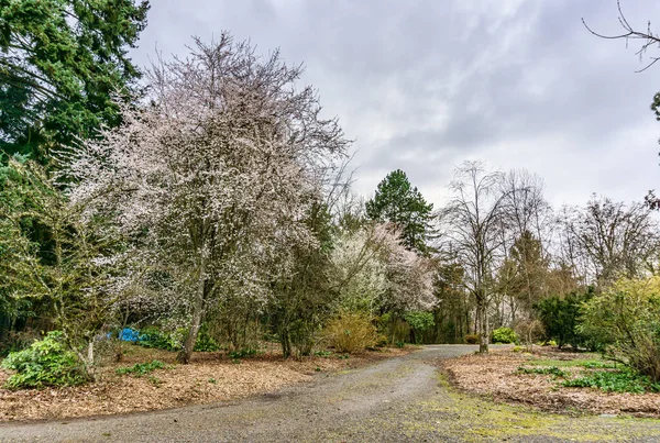 华盛顿西雅图一座花园的早春树绽放着花朵 — 图库照片