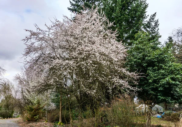 华盛顿西雅图一座花园的早春树绽放着花朵 — 图库照片