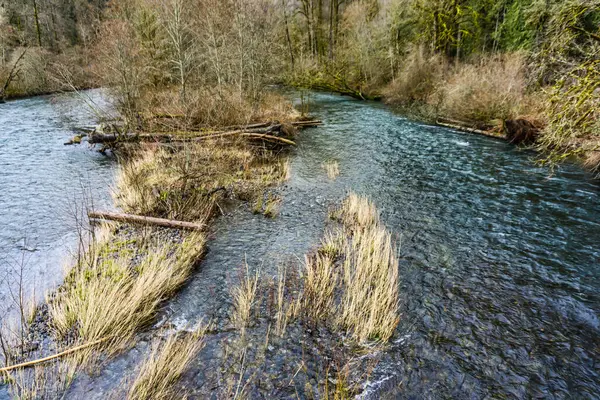Gras Groeit Het Ondiepe Van Green River Staat Washington — Stockfoto