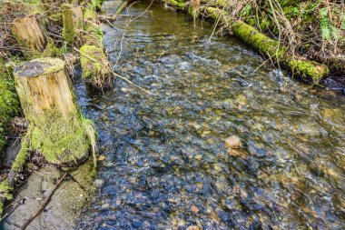 Des Moines, Washington 'da küçük bir dere..