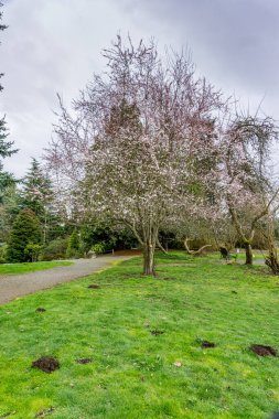 Erken bahar ağacı Seatac, Washington 'da bir bahçede çiçek açar..