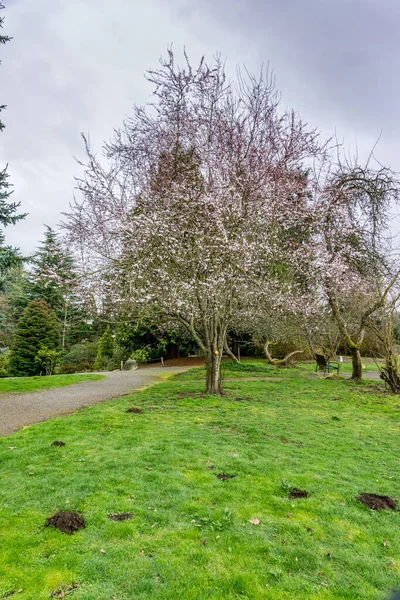 Erken bahar ağacı Seatac, Washington 'da bir bahçede çiçek açar..