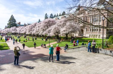 Seattle WA., ABD - 24 Mart 2022: Washington Quad Üniversitesi kiraz çiçeğinin açması için tekrar açıldı.