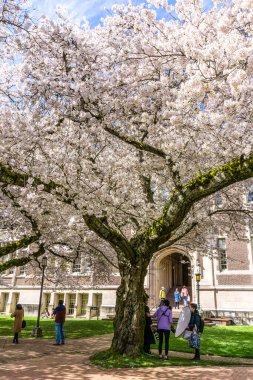 Seattle WA., ABD - 24 Mart 2022: Washington Quad Üniversitesi kiraz çiçeğinin açması için tekrar açıldı.