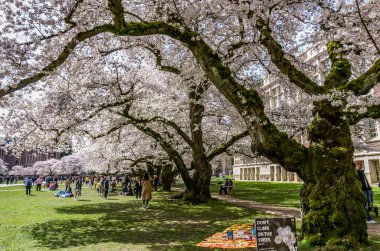 Seattle WA., ABD - 24 Mart 2022: Washington Quad Üniversitesi kiraz çiçeğinin açması için tekrar açıldı.