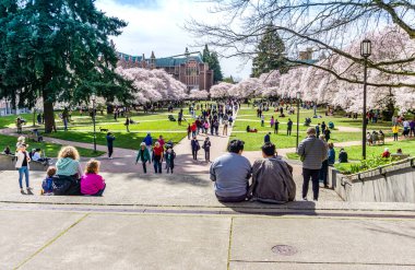 Seattle WA., ABD - 24 Mart 2022: Washington Quad Üniversitesi kiraz çiçeğinin açması için tekrar açıldı.