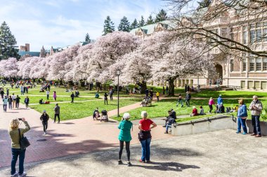 Seattle WA., ABD - 24 Mart 2022: Washington Quad Üniversitesi kiraz çiçeğinin açması için tekrar açıldı.