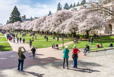 Seattle WA., ABD - 24 Mart 2022: Washington Quad Üniversitesi kiraz çiçeğinin açması için tekrar açıldı.