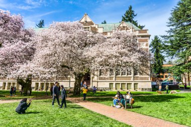 Seattle WA., ABD - 24 Mart 2022: Washington Quad Üniversitesi kiraz çiçeğinin açması için tekrar açıldı.