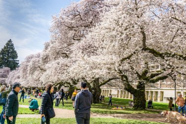 Seattle WA., ABD - 24 Mart 2022: Washington Quad Üniversitesi kiraz çiçeğinin açması için tekrar açıldı.