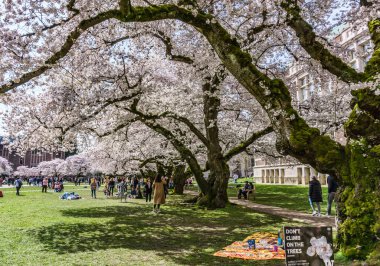 Seattle WA, ABD - 24 Mart 2022: Washington Quad Üniversitesi kiraz çiçeğinin açması için tekrar açıldı.