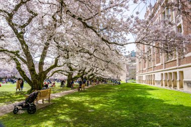 Seattle WA, ABD - 24 Mart 2022: Washington Üniversitesi, kiraz çiçekleri zamanında ziyaretçiler için açıldı.