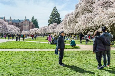 Seattle WA, ABD - 24 Mart 2022: Washington Quad Üniversitesi kiraz çiçeğinin açması için tekrar açıldı.