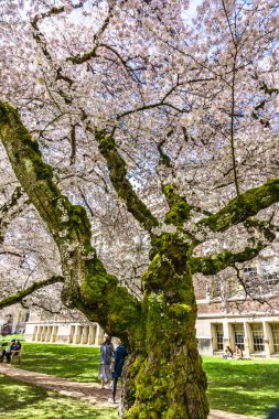 Seattle WA, ABD - 24 Mart 2022: Washington Üniversitesi, kiraz çiçekleri zamanında ziyaretçiler için açıldı.