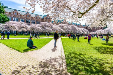 Seattle WA, ABD - 24 Mart 2022: Washington Üniversitesi, kiraz çiçekleri zamanında ziyaretçiler için açıldı.