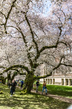 Seattle WA, ABD - 24 Mart 2022: Washington Üniversitesi, kiraz çiçekleri zamanında ziyaretçiler için açıldı.