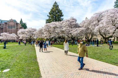 Seattle WA, ABD - 24 Mart 2022: Washington Üniversitesi, kiraz çiçekleri zamanında ziyaretçiler için açıldı.