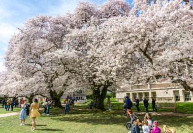 Seattle WA, ABD - 24 Mart 2022: Washington Üniversitesi, kiraz çiçekleri zamanında ziyaretçiler için açıldı.