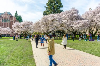 Seattle WA, ABD - 24 Mart 2022: Washington Üniversitesi, kiraz çiçekleri zamanında ziyaretçiler için açıldı.