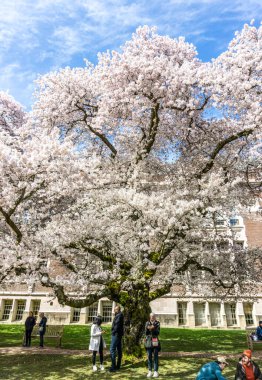 Seattle WA, ABD - 24 Mart 2022: Washington Üniversitesi, kiraz çiçekleri zamanında ziyaretçiler için açıldı.
