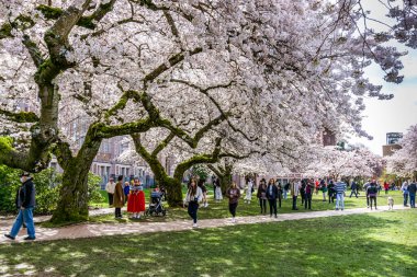 Seattle WA, ABD - 24 Mart 2022: Washington Üniversitesi, kiraz çiçekleri zamanında ziyaretçiler için açıldı.