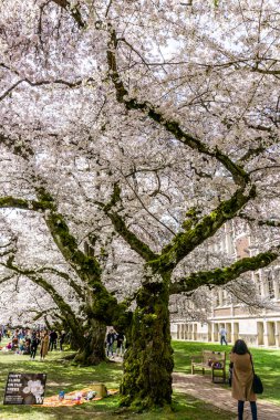 Seattle WA, ABD - 24 Mart 2022: Washington Quad Üniversitesi kiraz çiçeğinin açması için tekrar açıldı.