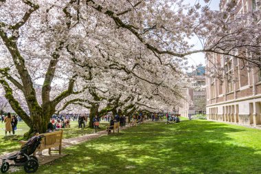 Seattle WA, ABD - 24 Mart 2022: Washington Üniversitesi, kiraz çiçekleri zamanında ziyaretçiler için açıldı.