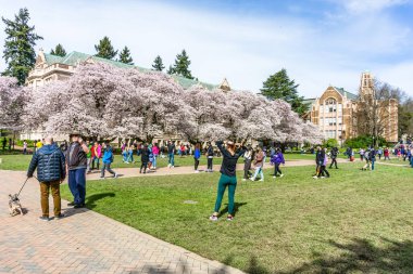 Seattle WA, ABD - 24 Mart 2022: Washington Üniversitesi, kiraz çiçekleri zamanında ziyaretçiler için açıldı.