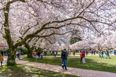 Seattle WA, ABD - 24 Mart 2022: Washington Üniversitesi, kiraz çiçekleri zamanında ziyaretçiler için açıldı.