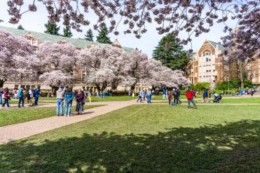 Seattle WA, ABD - 24 Mart 2022: Washington Üniversitesi, kiraz çiçekleri zamanında ziyaretçiler için açıldı.
