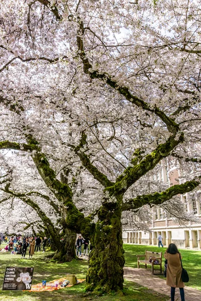 Seattle WA, ABD - 24 Mart 2022: Washington Quad Üniversitesi kiraz çiçeğinin açması için tekrar açıldı.
