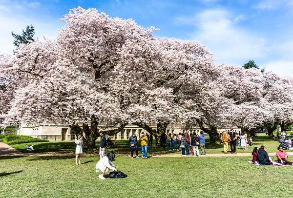 Seattle WA, ABD - 24 Mart 2022: Washington Üniversitesi, kiraz çiçekleri zamanında ziyaretçiler için açıldı.