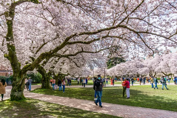 Seattle WA, ABD - 24 Mart 2022: Washington Üniversitesi, kiraz çiçekleri zamanında ziyaretçiler için açıldı.