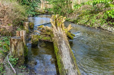 Des Moines, Washington 'da küçük bir dere..