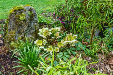 Seatac, Washington 'da narin bahar çiçekleri.