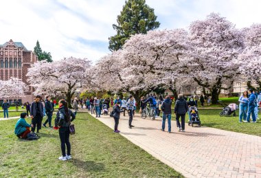 Seattle WA, ABD - 24 Mart 2022: Washington Üniversitesi, kiraz çiçekleri zamanında ziyaretçiler için açıldı.