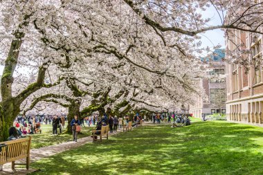 Seattle WA, ABD - 24 Mart 2022: Washington Üniversitesi, kiraz çiçekleri zamanında ziyaretçiler için açıldı.