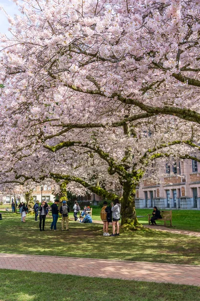 Seattle Usa March 2022 University Washington Quad Otevírá Návštěvníkům Včas — Stock fotografie