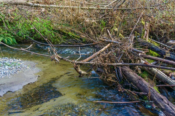 Hromada Dea Dřeva Des Moines Creek Státě Washington — Stock fotografie