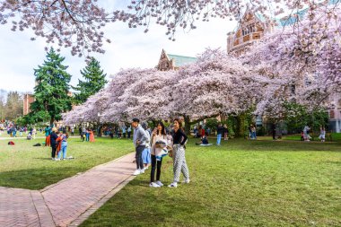 Seattle WA, ABD - 24 Mart 2022: Washington Üniversitesi, kiraz çiçekleri zamanında ziyaretçiler için açıldı.