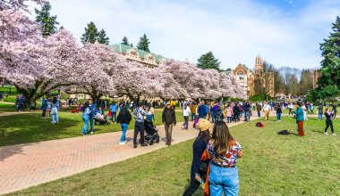 Seattle WA, ABD - 24 Mart 2022: Washington Üniversitesi, kiraz çiçekleri zamanında ziyaretçiler için açıldı.