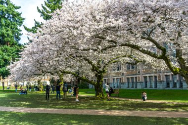 Seattle WA, ABD - 24 Mart 2022: Washington Üniversitesi, kiraz çiçekleri zamanında ziyaretçiler için açıldı.