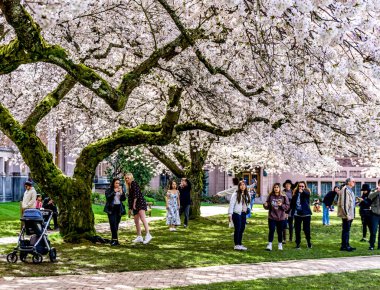 Seattle WA, ABD - 24 Mart 2022: Washington Üniversitesi, kiraz çiçekleri zamanında ziyaretçiler için açıldı.