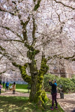 Seattle WA, ABD - 24 Mart 2022: Washington Üniversitesi, kiraz çiçekleri zamanında ziyaretçiler için açıldı.