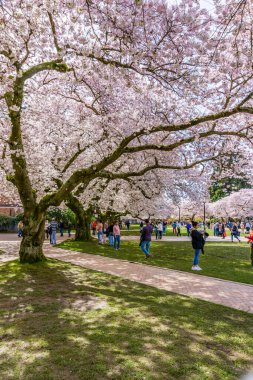 Seattle WA, ABD - 24 Mart 2022: Washington Üniversitesi, kiraz çiçekleri zamanında ziyaretçiler için açıldı.