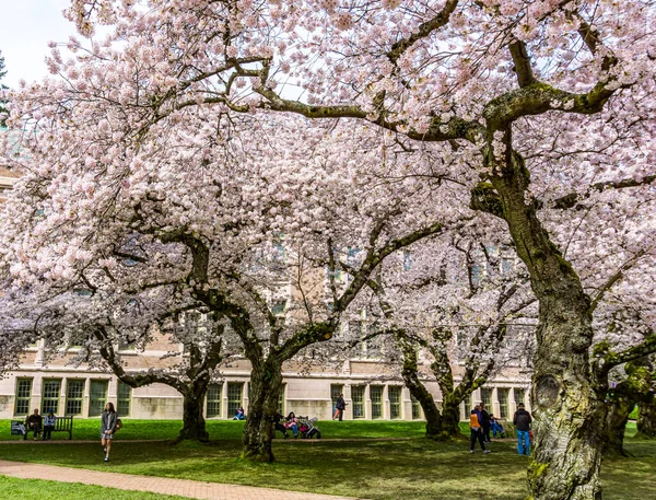 Stock image Seattle WA., USA  - MARCH 24  2022: University Of Washington Quad opens for visitors in time for the cherry blossom bloom.