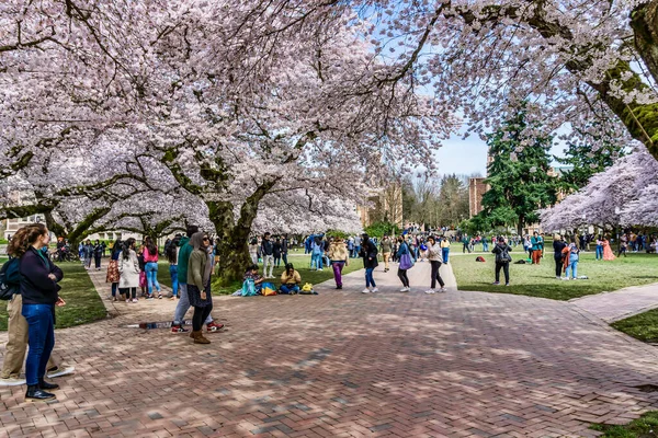 Seattle WA, ABD - 24 Mart 2022: Washington Üniversitesi, kiraz çiçekleri zamanında ziyaretçiler için açıldı.